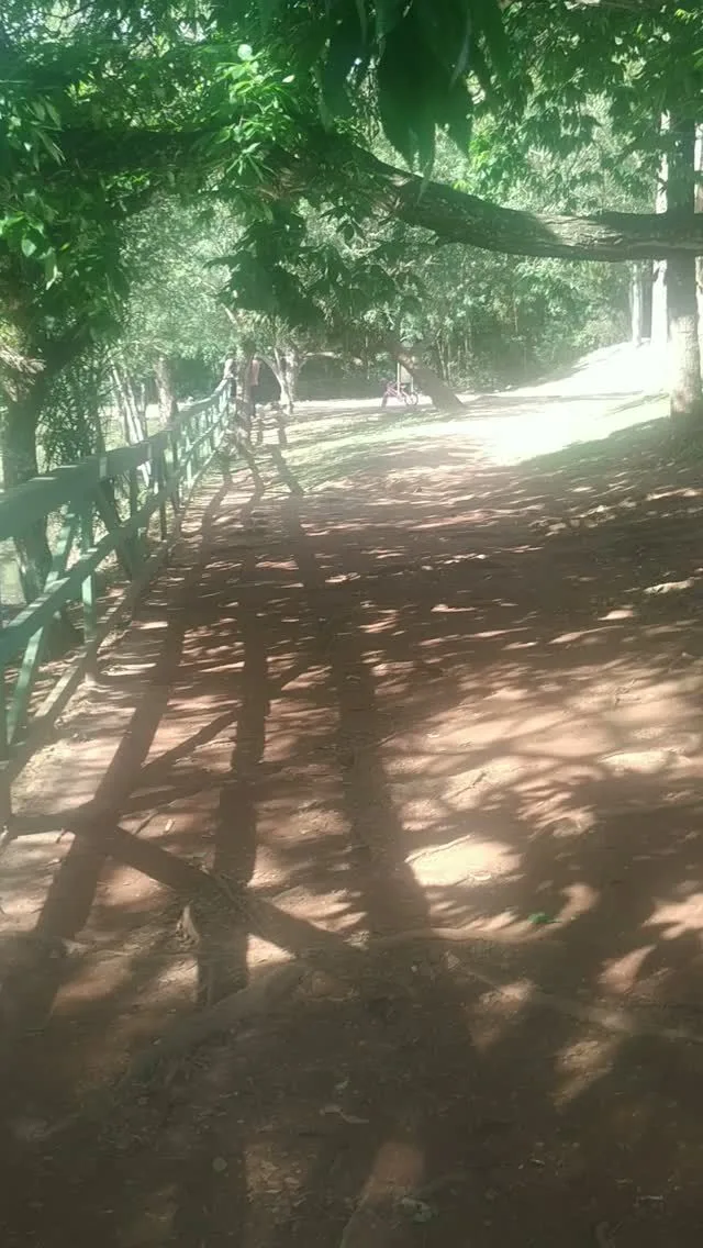 Caminho de terra sob as árvores