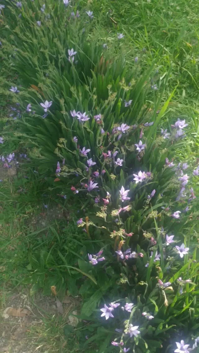 Flores lilases no capim