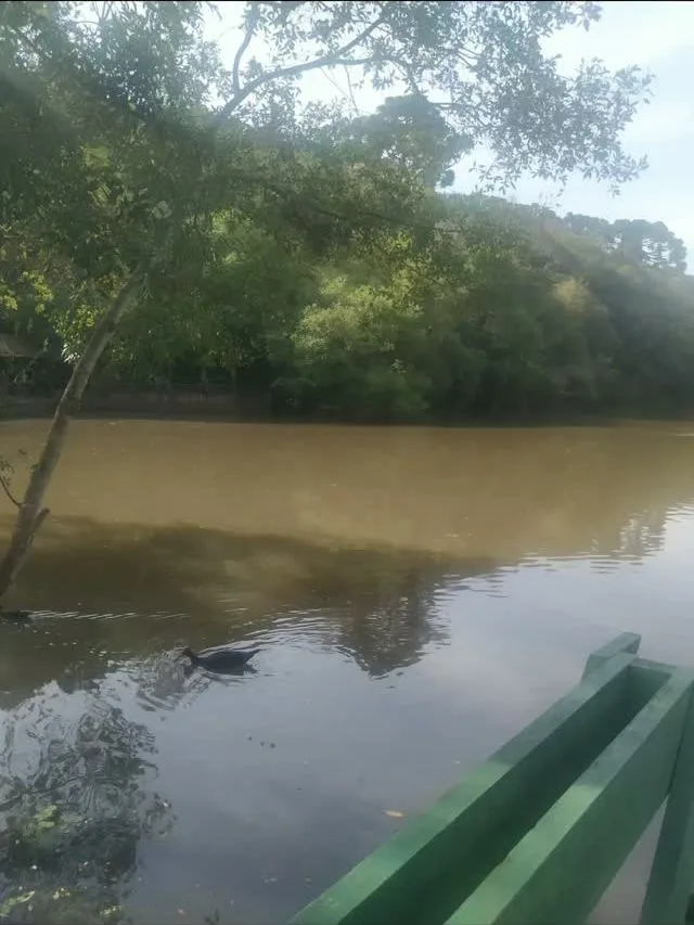 Rio entre árvores